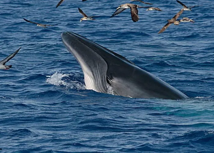 Casa Mao-cheia Apartment