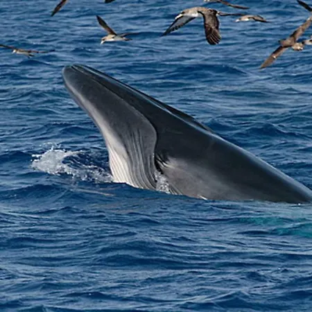 Casa Mao-cheia Апартаменты