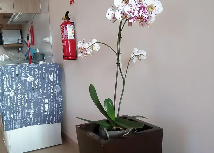 Casa Mao-cheia Arco da Calheta (Madeira)